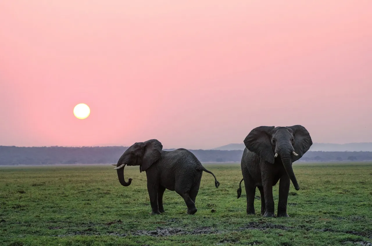 African elephants in the Tanzanian bush