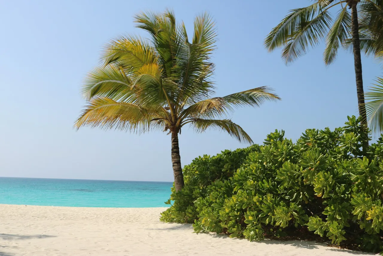 Palm trees on the Zanzibar shoreline